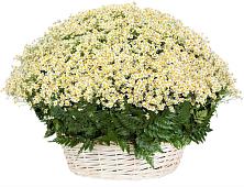 Цветочная композиция из Ромашки в корзине #REPLACE_PRED# Зайцеве